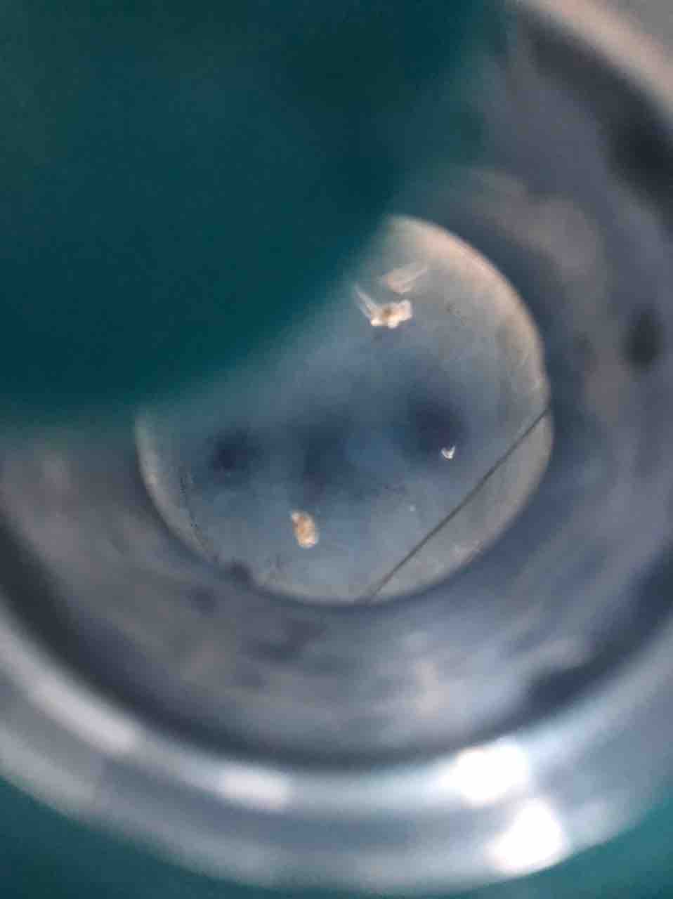 大家以后喝桶装水的时候注意了.里面有白色絮状物