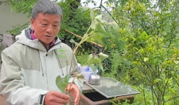 文旅新探丨四川宜宾：折耳根背后的美食人文