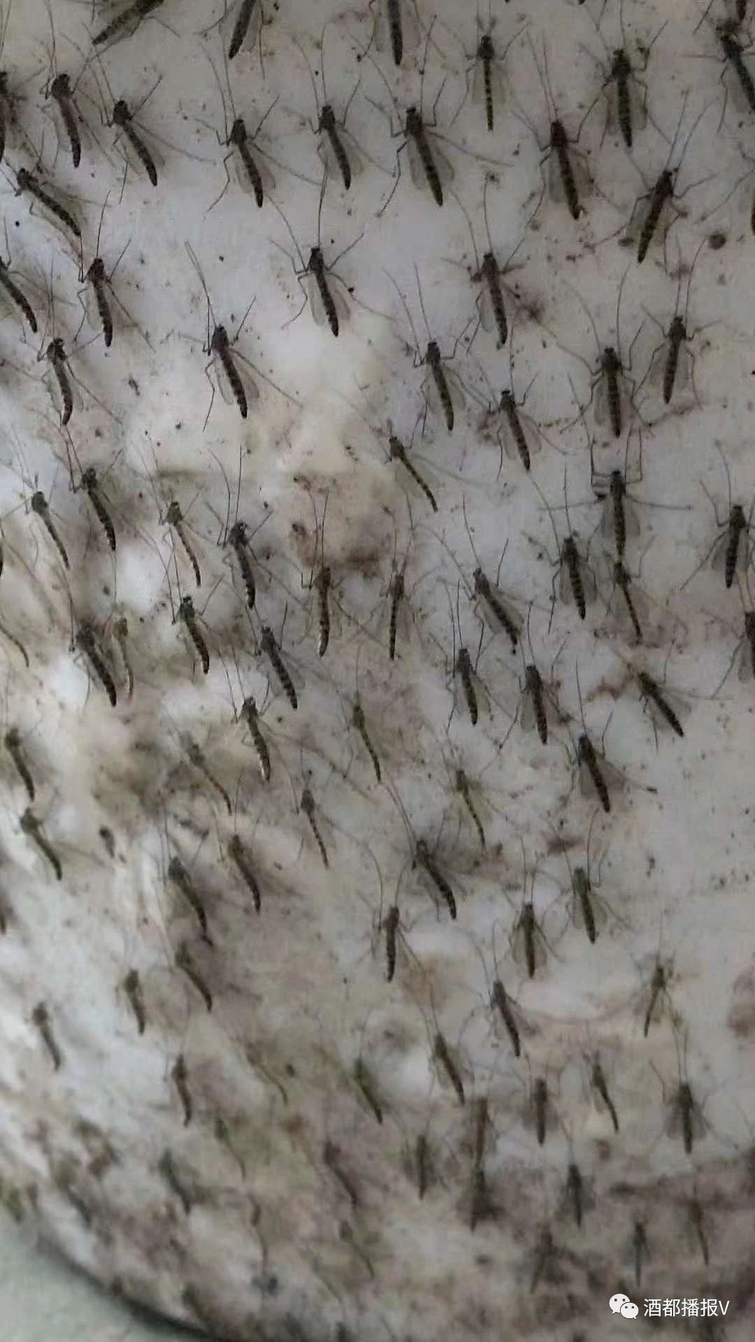 宜宾一条河边发现大量蚊子,密密麻麻的铺在墙上,太恶心了!