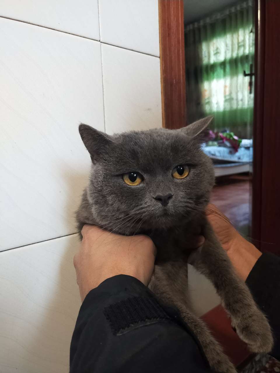 有偿领养一只成年英短蓝猫 只要400 健康无病