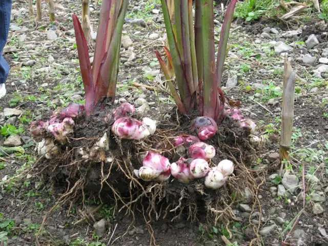 还记得小时候会和小伙伴一起到土里去摘姜藕花吸