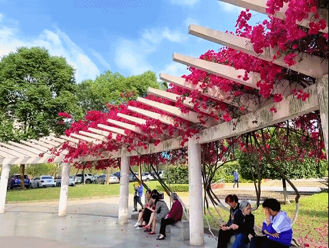 底下 】 不知道大家平时坐车到南岸的时候 有没有看到这个三角梅长廊