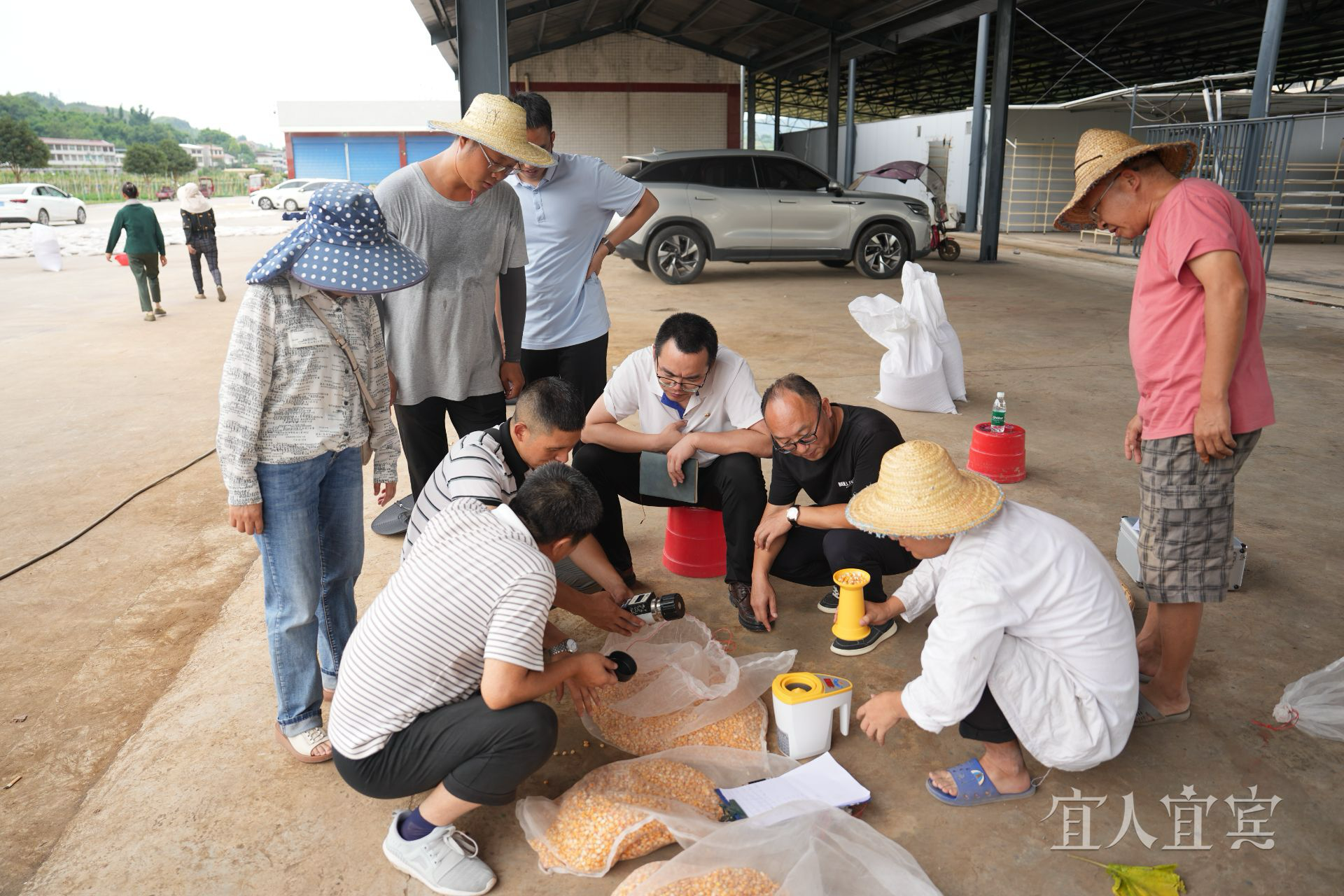 增产！“绿色高效酿酒专用粮重大新品种培育”项目在宜成果显著