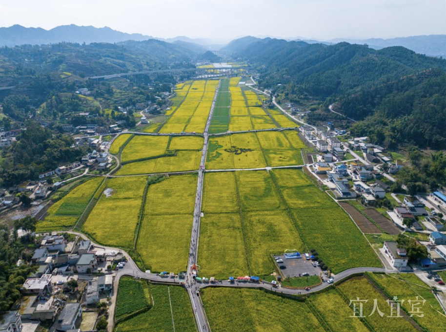 【摄影报道】油菜花开春意浓 农旅融合“金”满地